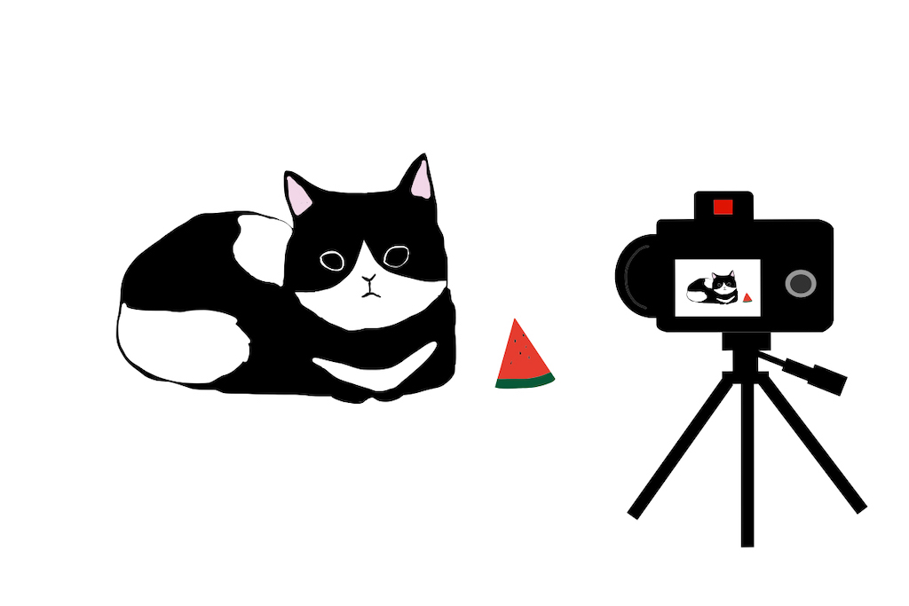 滋賀県内Youtube動画撮影の猫